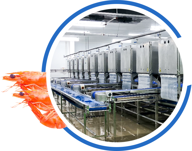 Shrimp peeling machine and seafood processing line in Shanlin workshop