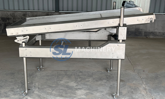 Stainless steel fruit sorting conveyor for blueberry processing