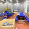 Shrimp Nobashi Machine